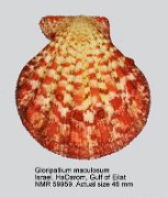 Gloripallium maculosum